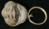 Real Phacops Trilobite Keychain #17334-1